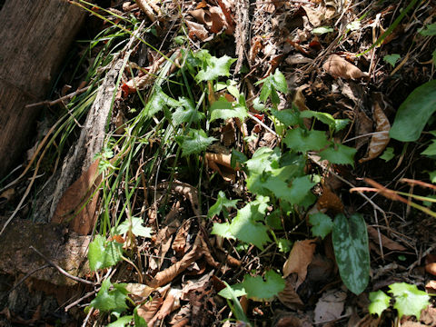 Cacalia adenostyloides