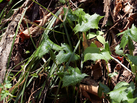 Cacalia adenostyloides