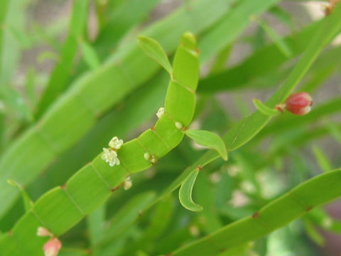 Homalocladium platycladum