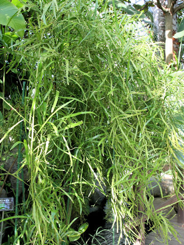 Homalocladium platycladum