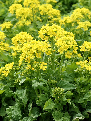 Brassica campestris var. amplexicaulis