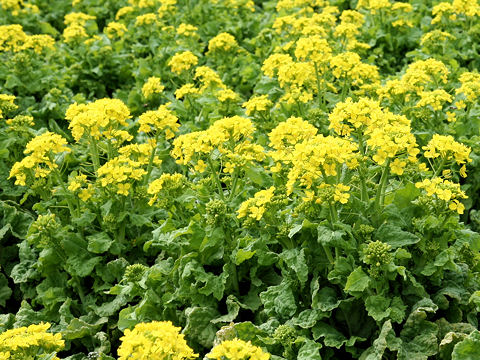 Brassica campestris var. amplexicaulis