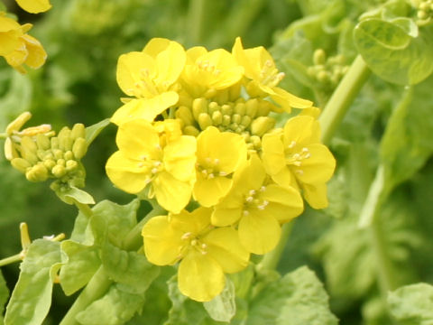 Brassica campestris var. amplexicaulis