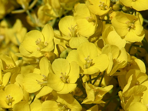 Brassica campestris var. amplexicaulis