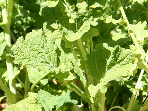 Brassica campestris var. amplexicaulis