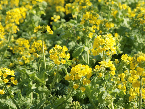 Brassica campestris var. amplexicaulis