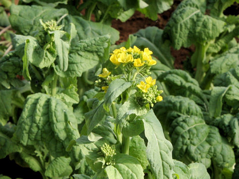 Brassica campestris var. amplexicaulis