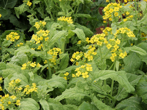 Brassica campestris var. amplexicaulis