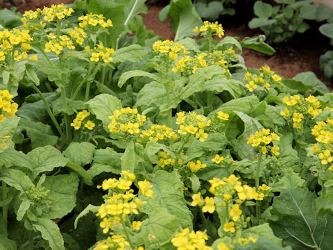 Brassica campestris var. amplexicaulis