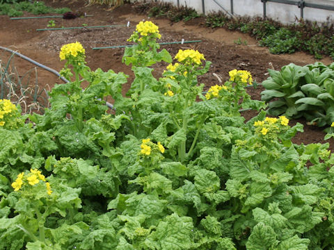 Brassica campestris var. amplexicaulis