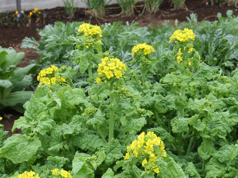 Brassica campestris var. amplexicaulis