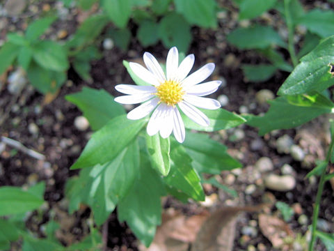 Aster kantoensis