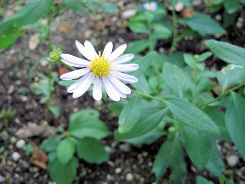 Aster kantoensis