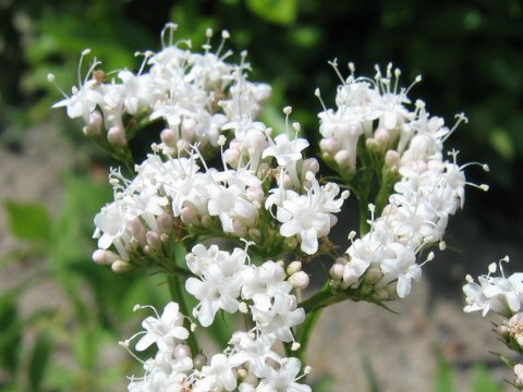 Valeriana fauriei