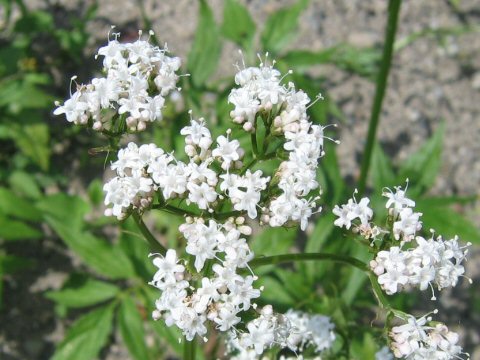 Valeriana fauriei