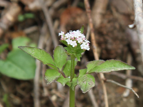 Valeriana fauriei