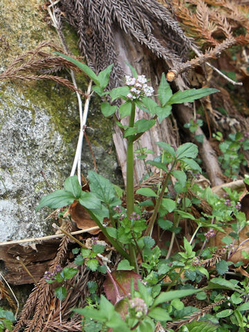 Valeriana fauriei