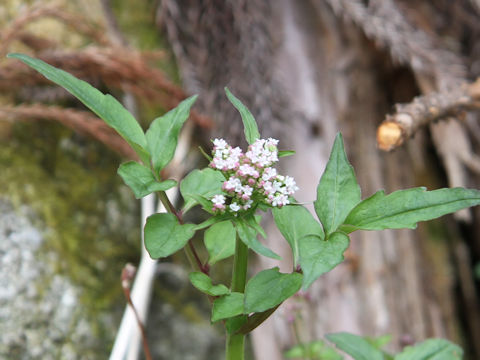 Valeriana fauriei