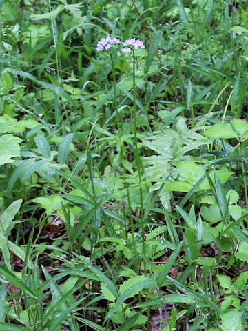 Valeriana fauriei