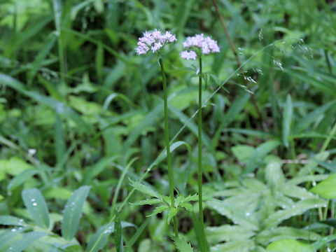 Valeriana fauriei