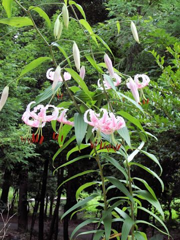 Lilium speciosum