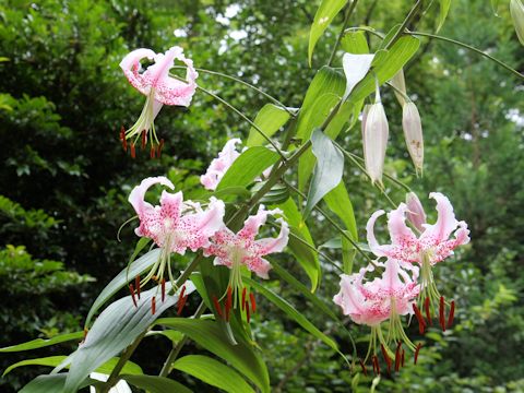 Lilium speciosum