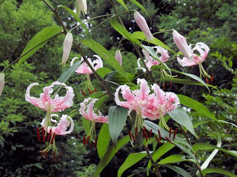 Lilium speciosum