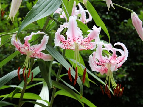 Lilium speciosum