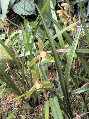 Cymbidium kanran