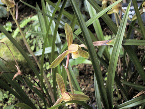 Cymbidium kanran