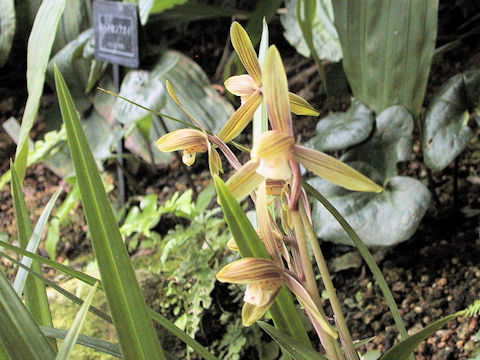 Cymbidium kanran