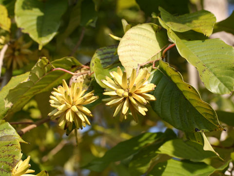 Camptotheca acuminata