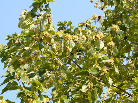 Camptotheca acuminata