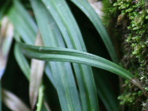 Carex morrowii