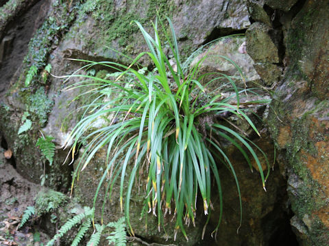 Carex morrowii