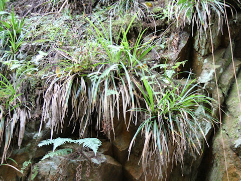 Carex morrowii