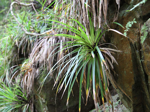 Carex morrowii