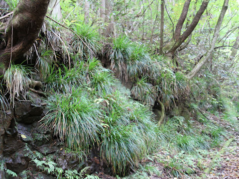 Carex morrowii