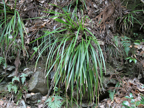 Carex morrowii