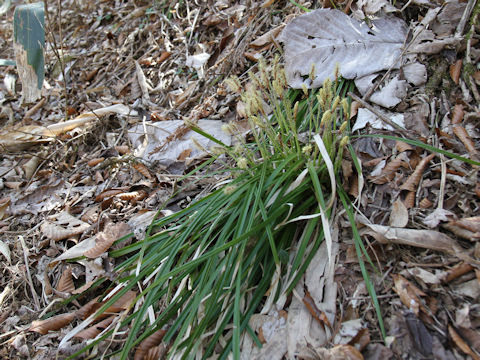 Carex morrowii