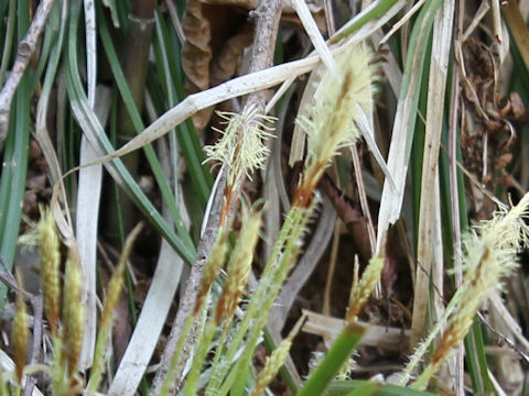 Carex morrowii