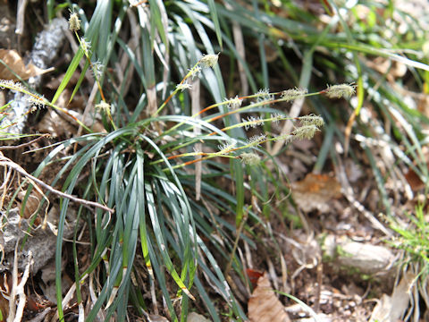 Carex morrowii