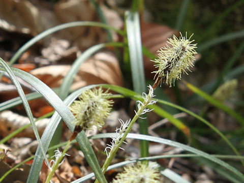 Carex morrowii