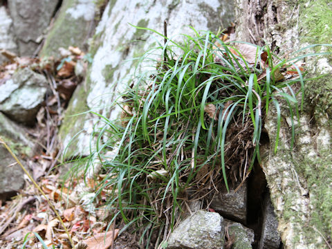 Carex morrowii