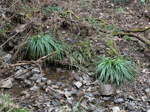 Carex morrowii