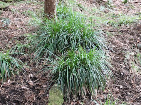 Carex morrowii