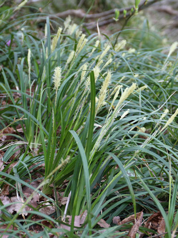 Carex morrowii