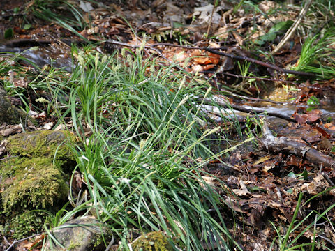 Carex morrowii