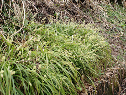 Carex morrowii