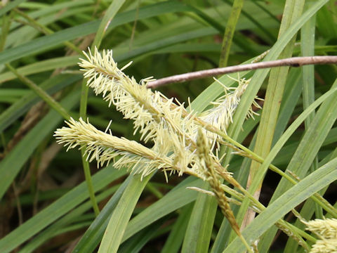 Carex morrowii